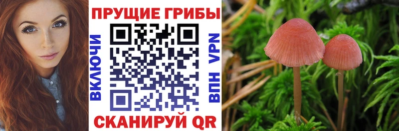 Купить где  Нижневартовск  Галлюциногенные грибы Psilocybine cubensis 